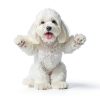 Pet Fur Care Oil - Detangles, Reduces Shedding - Adds Shine with Collagen & Natural Oils - Leave-in Conditioner for Dogs & Cats - 1.01 fl. oz-1