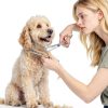 Professional 4 in 1 Dog & Cat Grooming Scissors Kit with Safety Round Tips,Sharp & Durable,Dog Shears for Grooming - Includes Straight, Curved, Thinning Scissors and Comb - Premium Pet Supplies-1